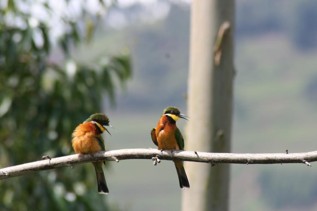 Amasiko Homestay Lake Bunyonyi Kabale Ngoại thất bức ảnh